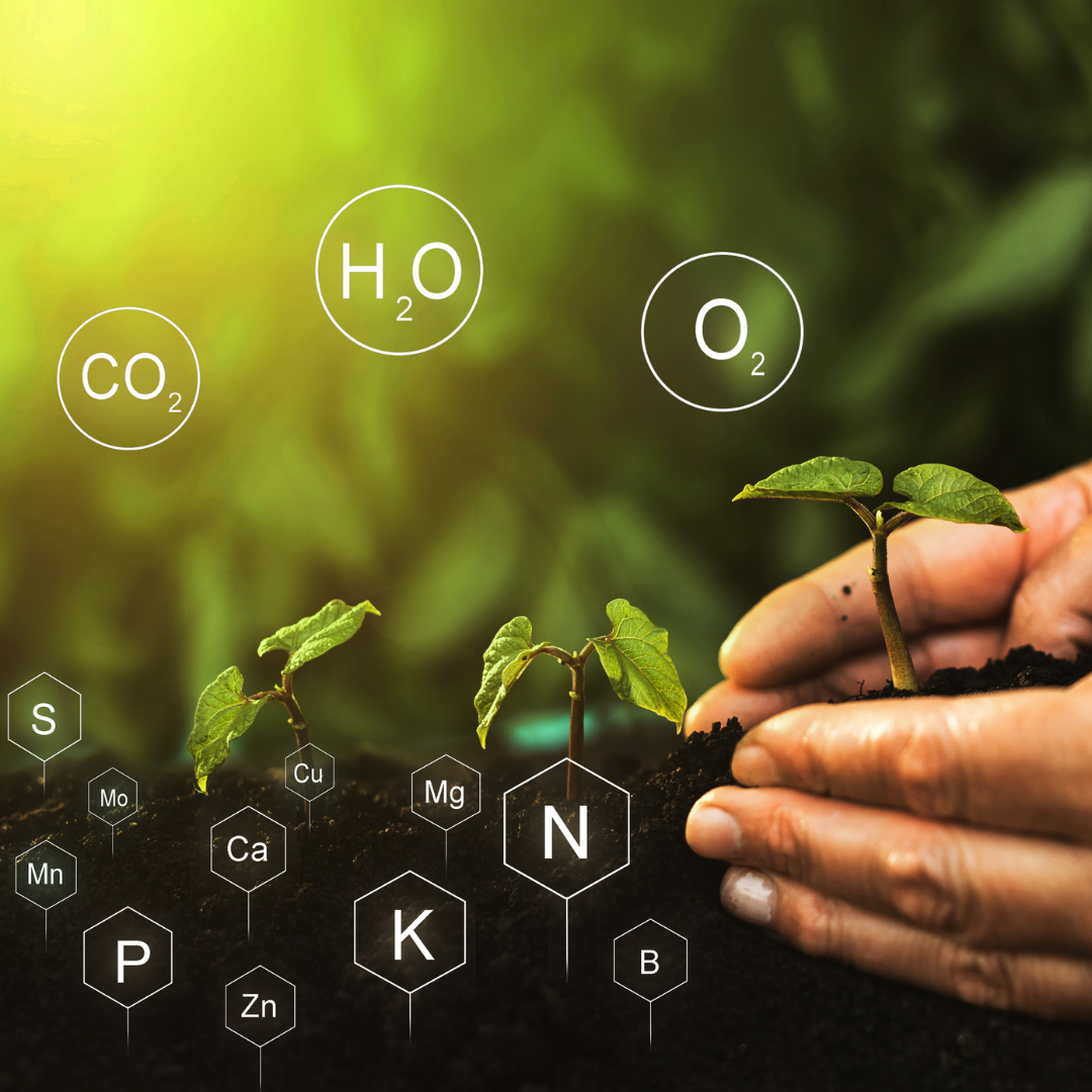 Biofactori (2) – Rolul mineralelor